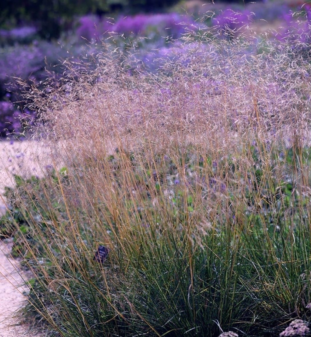 Grasses