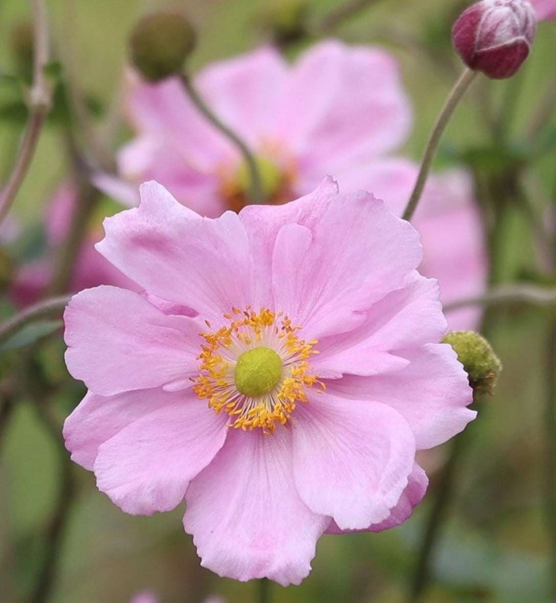 Perennials
