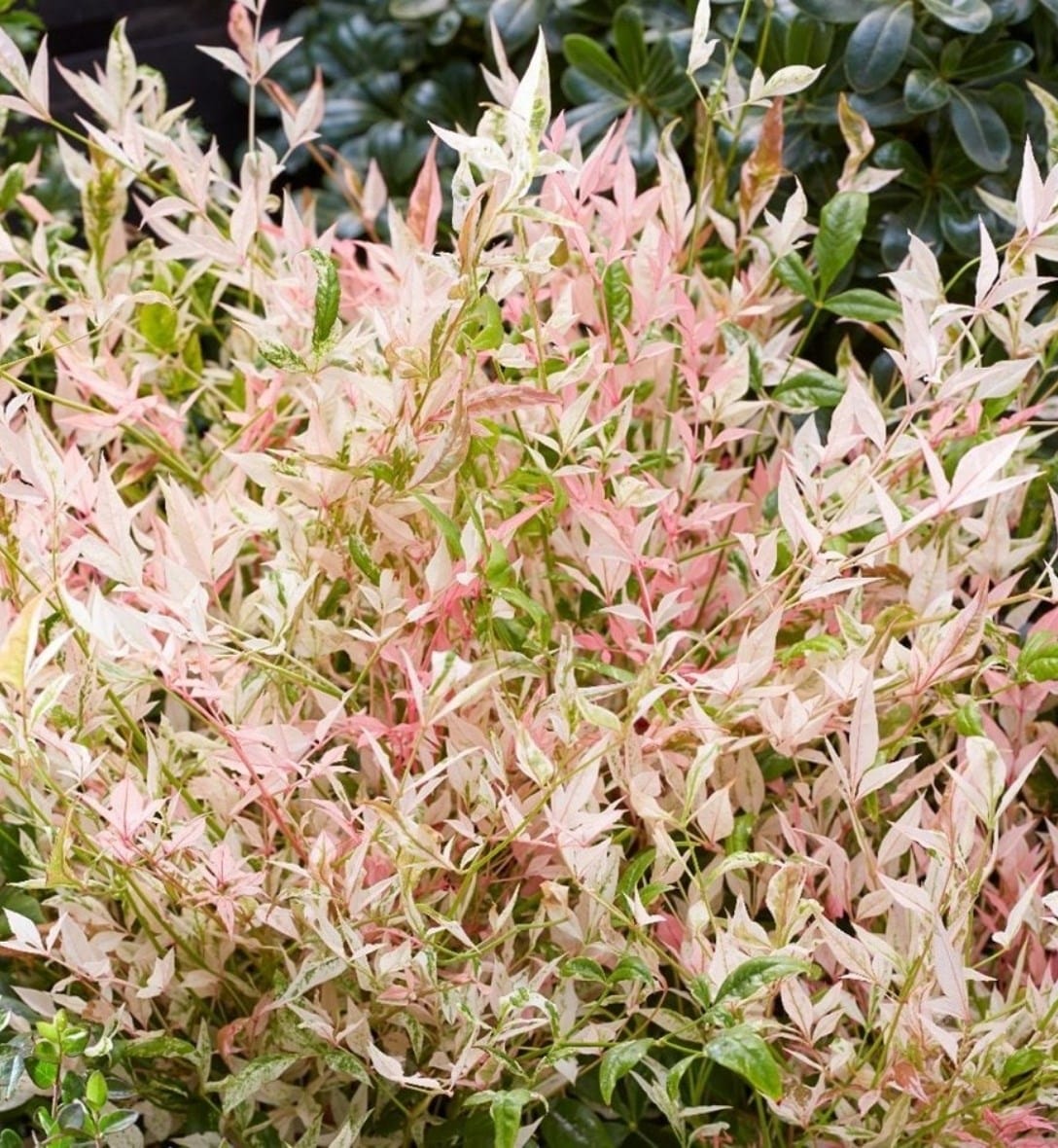 Shrubs