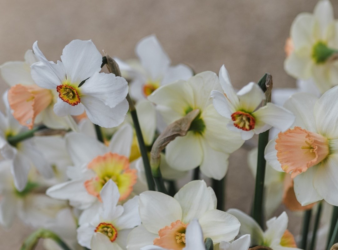 Daffodils