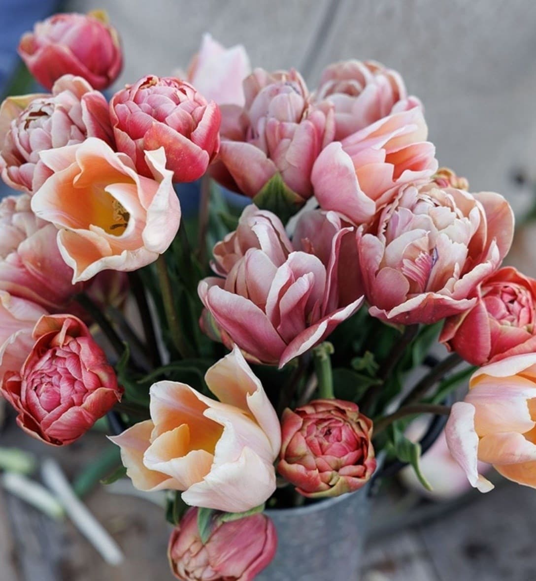 Bulb collections