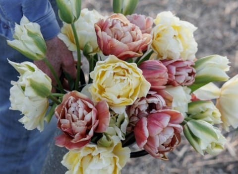 Spring bulbs