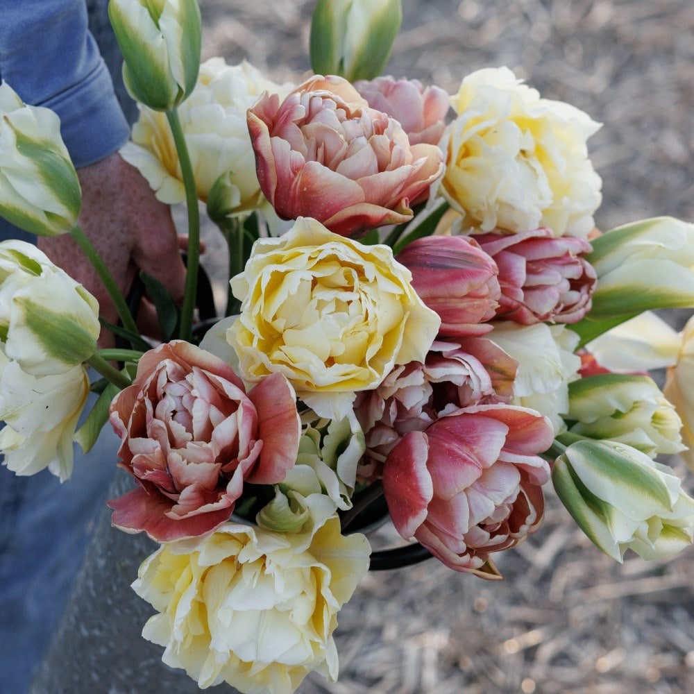 Tulip bulbs