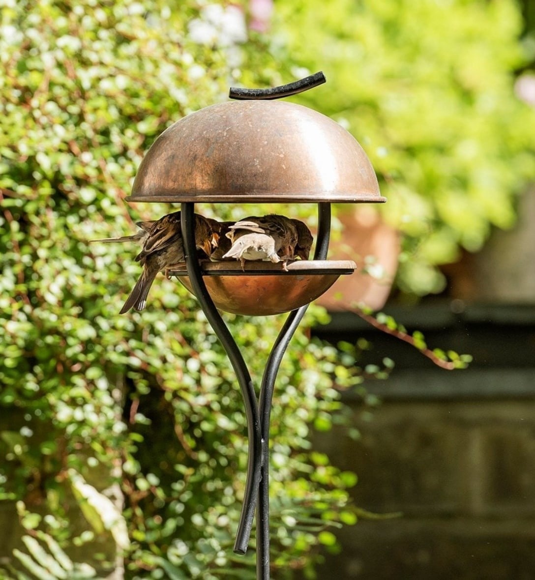 Birdcare & wildlife