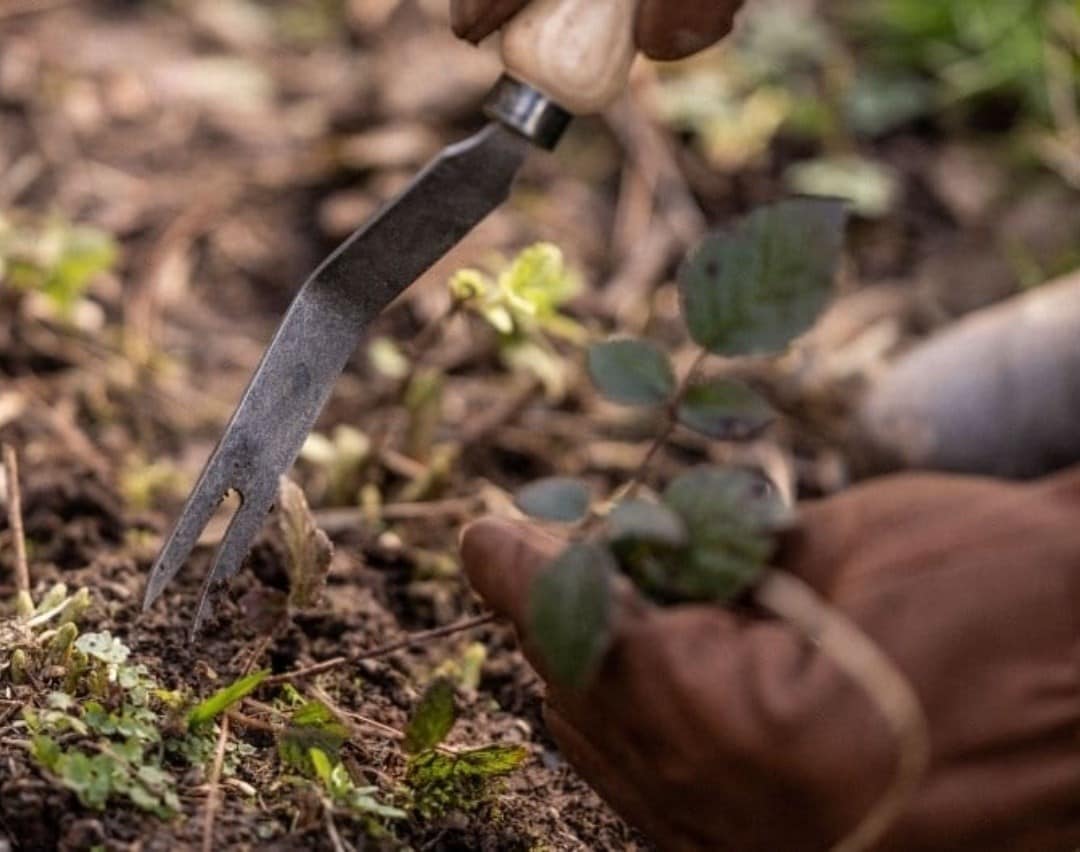 5 top tips for autumn planting