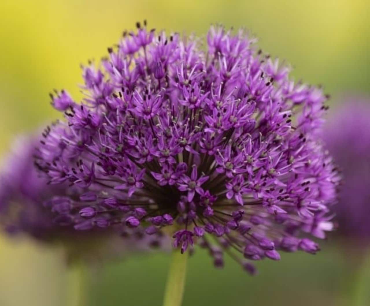 When to plant allium bulbs
