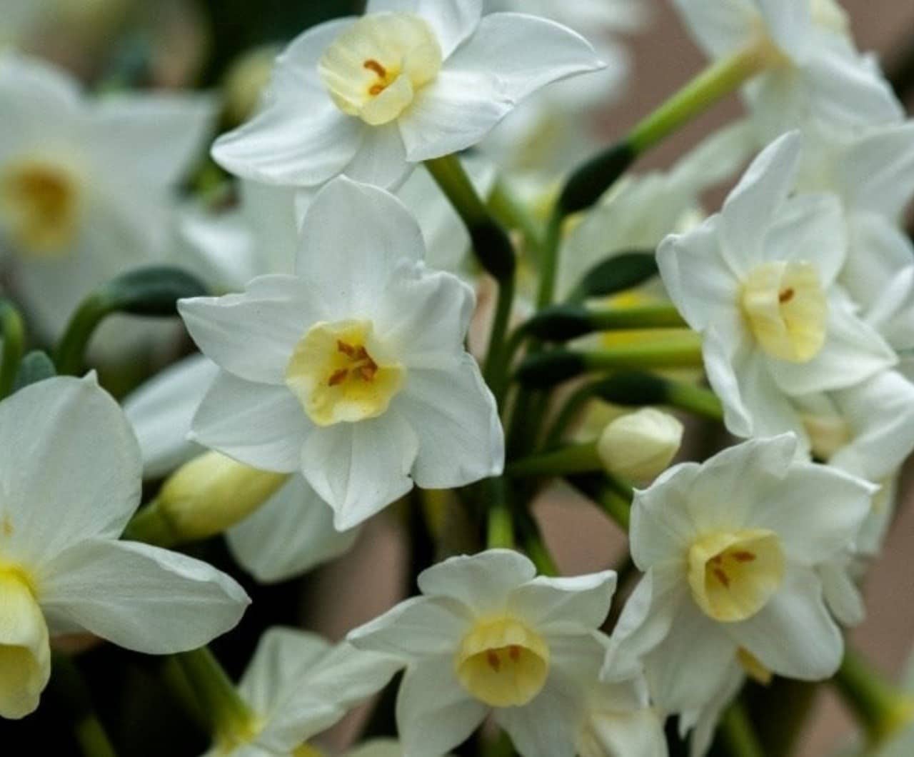 When to plant daffodil bulbs