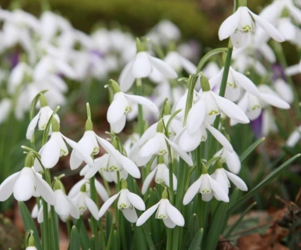When to plant snowdrops
