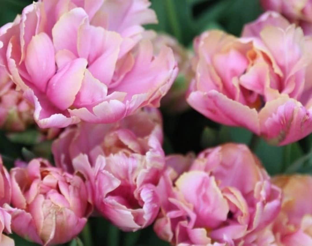 When to plant tulip bulbs for colourful spring displays