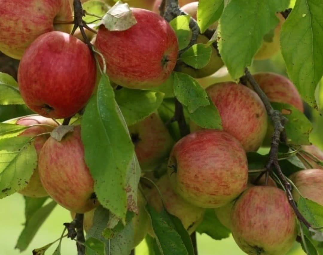 How to choose the right fruit tree