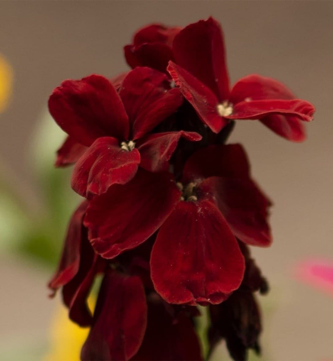 Autumn bedding