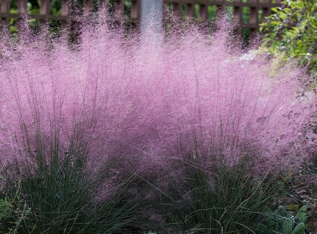 Grasses