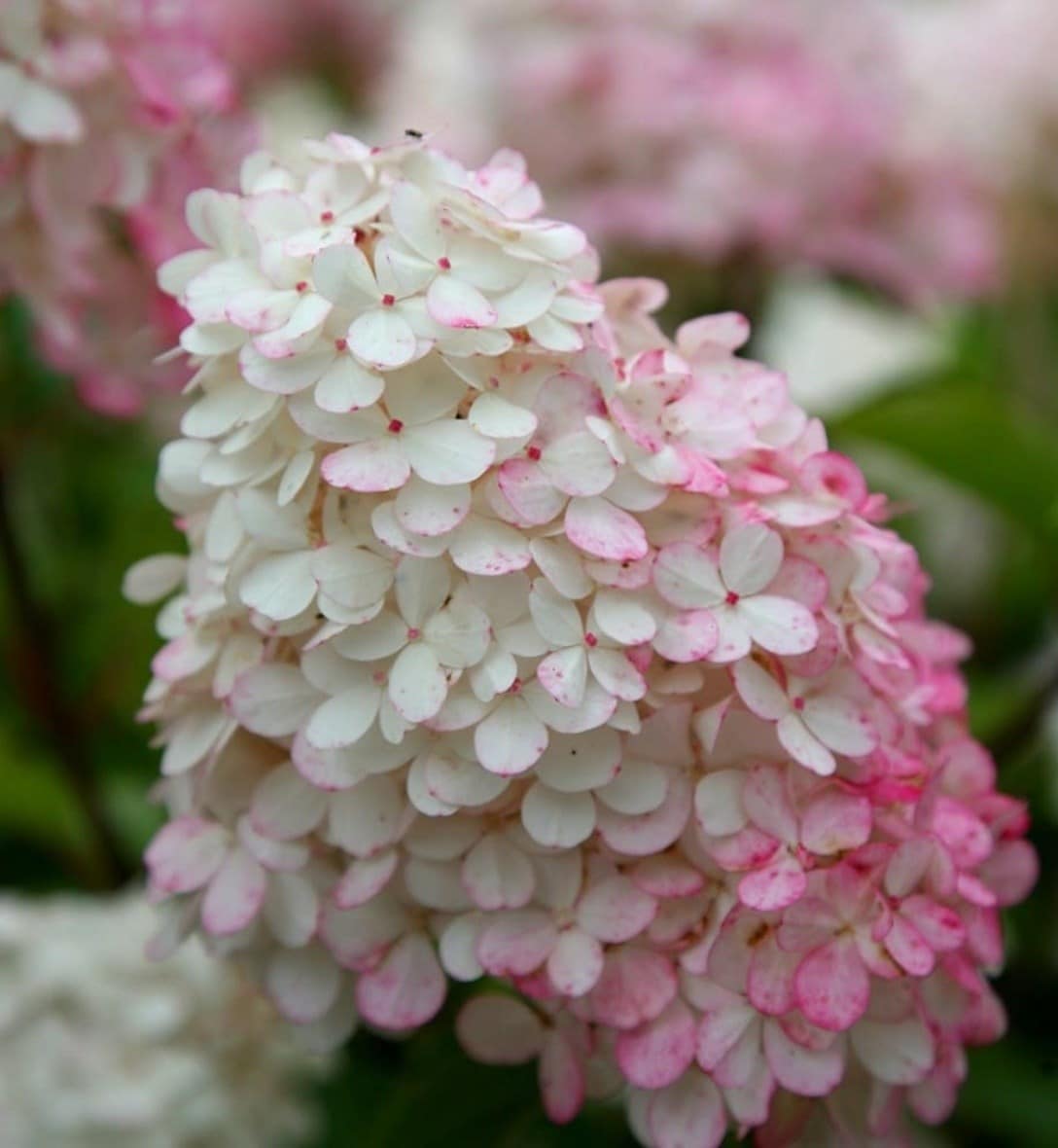 Hydrangeas