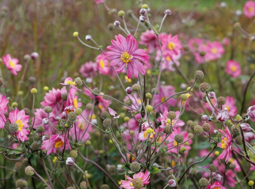 Perennials