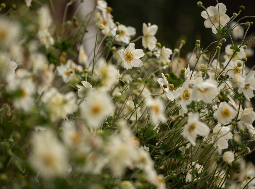 Japanese anemones