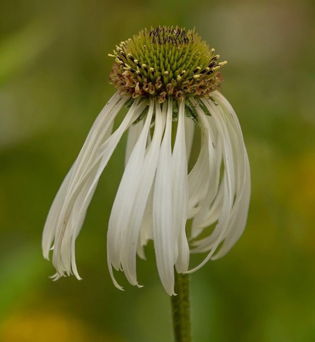 Echinaceas