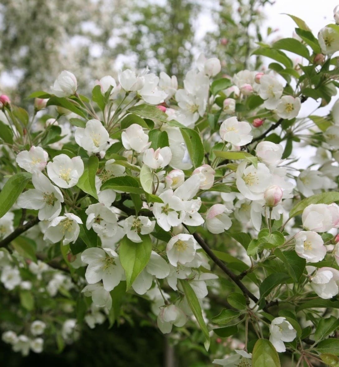 Fruit trees