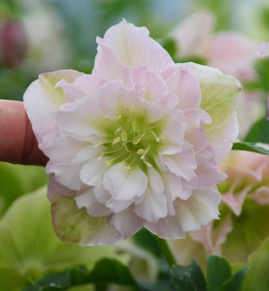 Hellebores