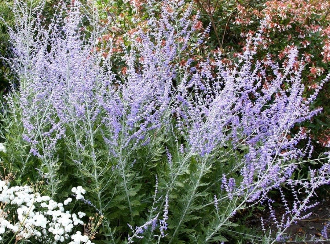 Shrubs