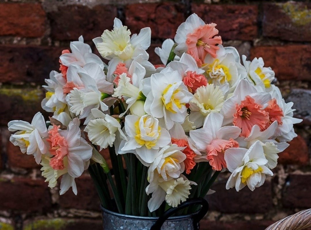 Spring bulbs