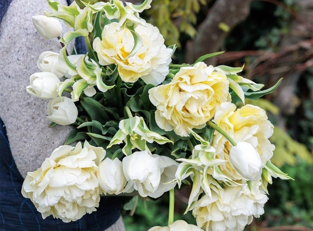 Tulip bulbs