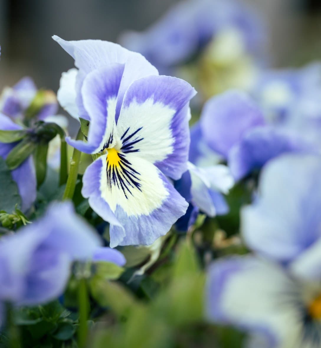 Autumn bedding