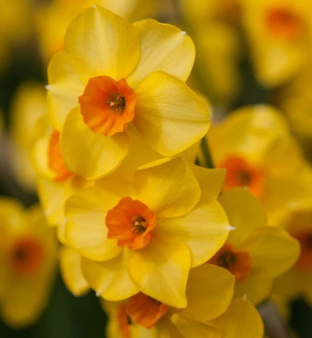 Daffodil bulbs