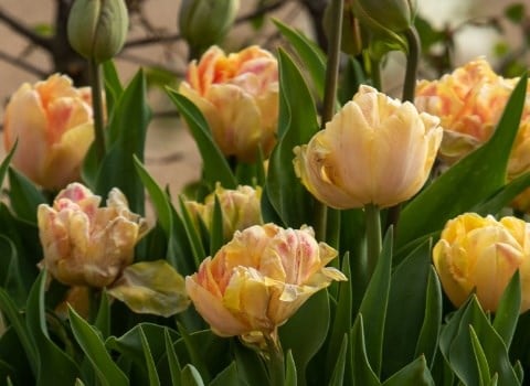 The promise of spring