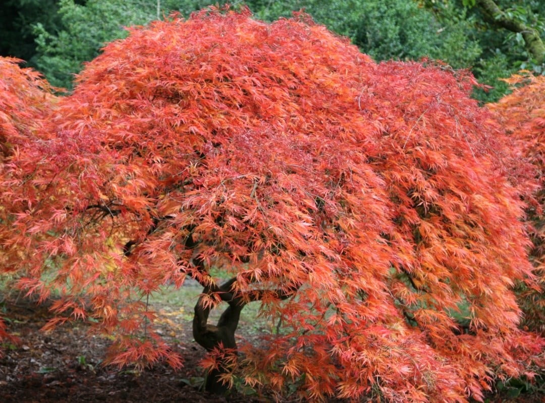 The Head Gardener’s Plant of the Month: Trees