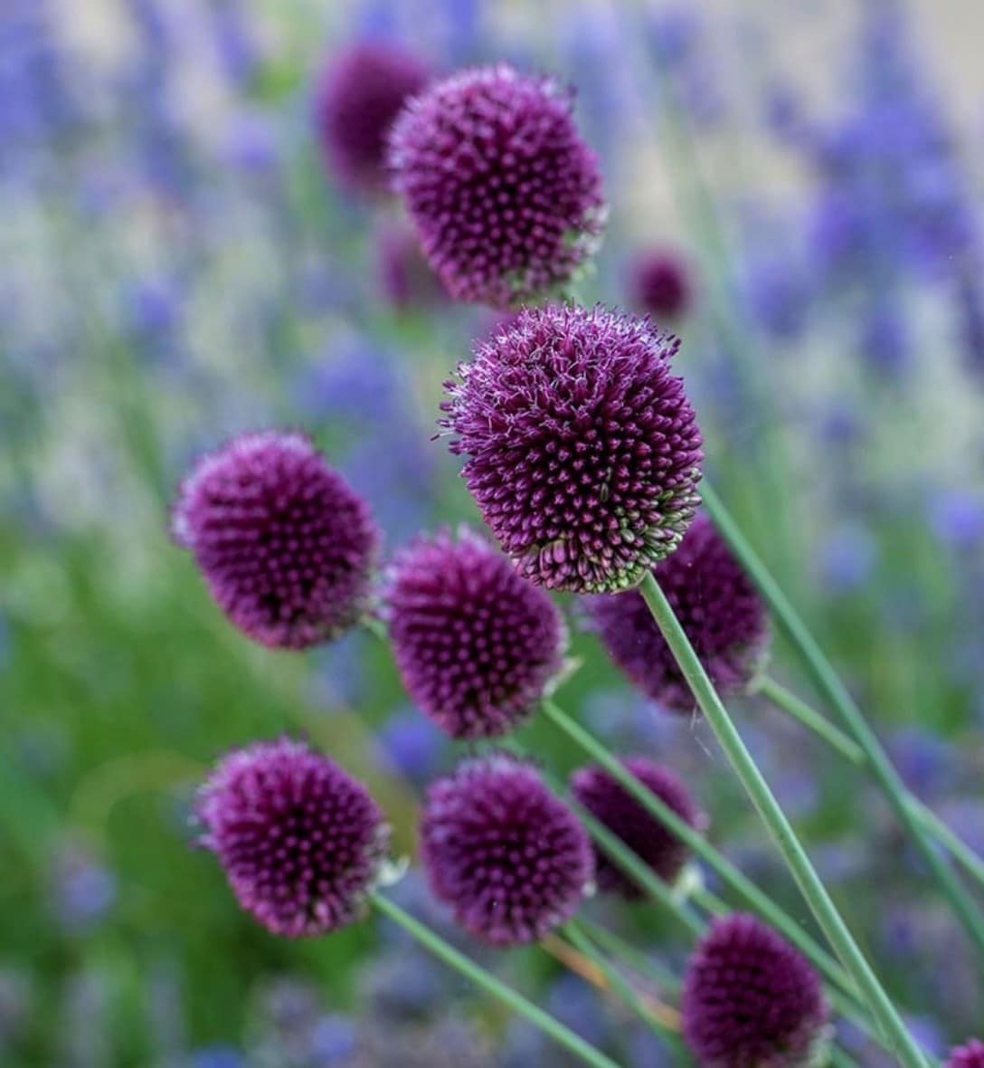 Allium bulbs