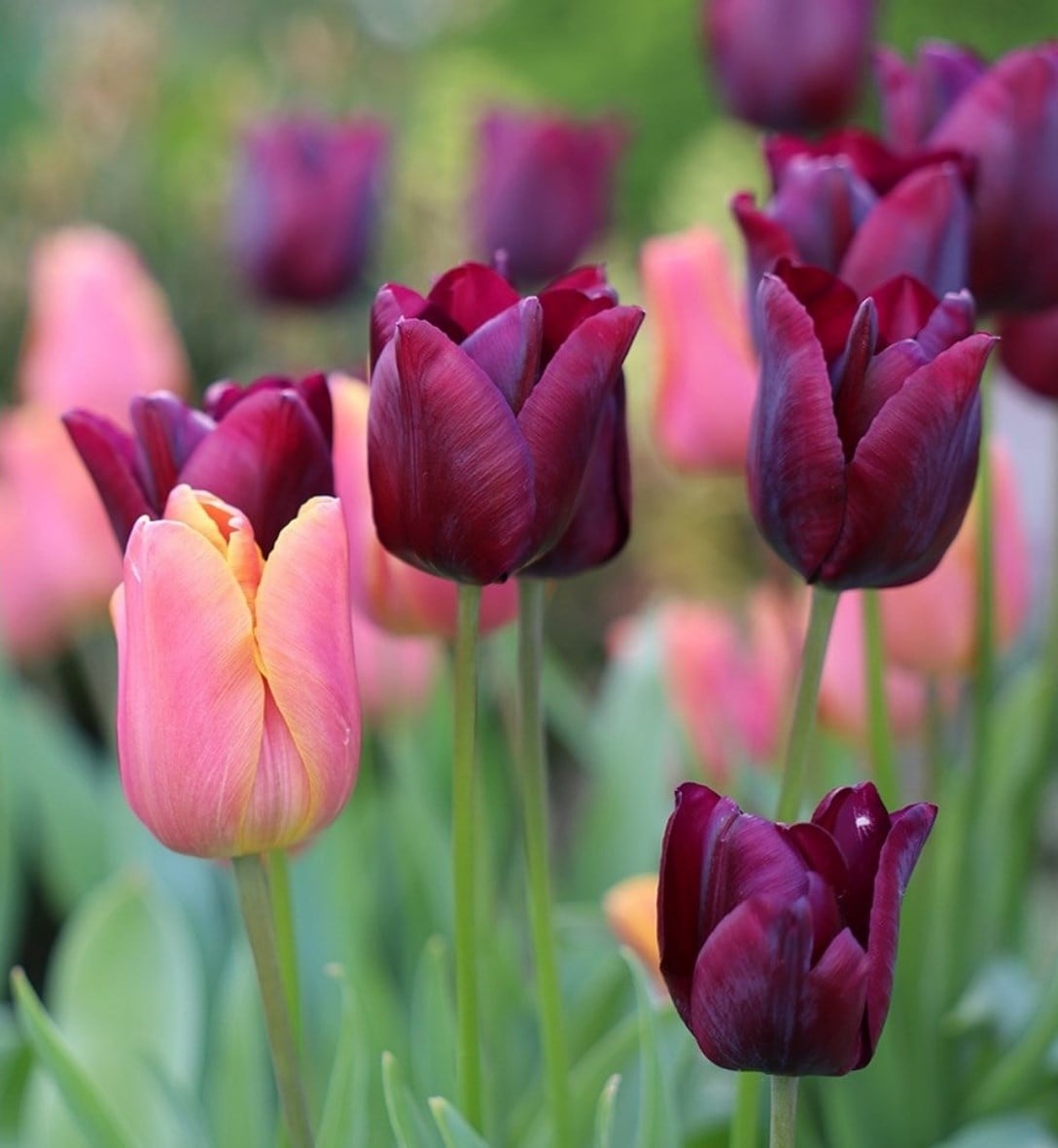Classic tulips