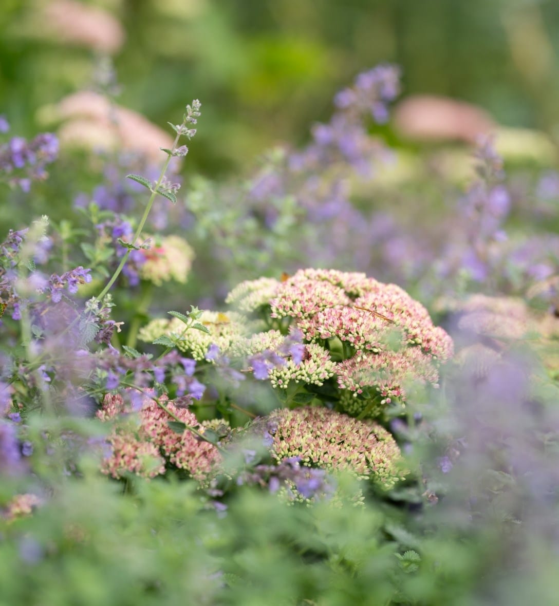 Perennials