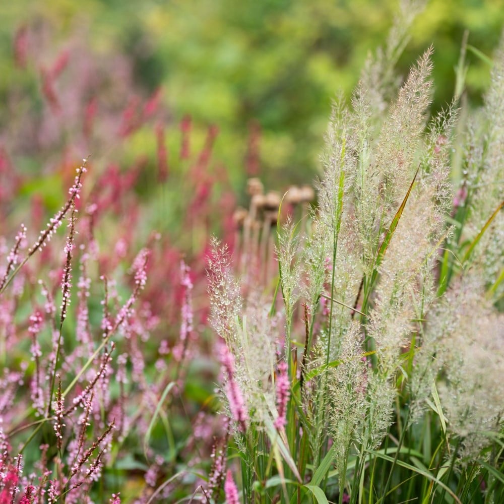 Plants