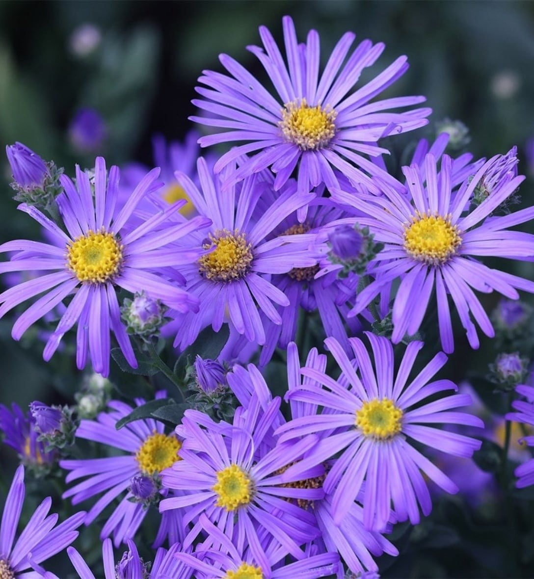 Asters