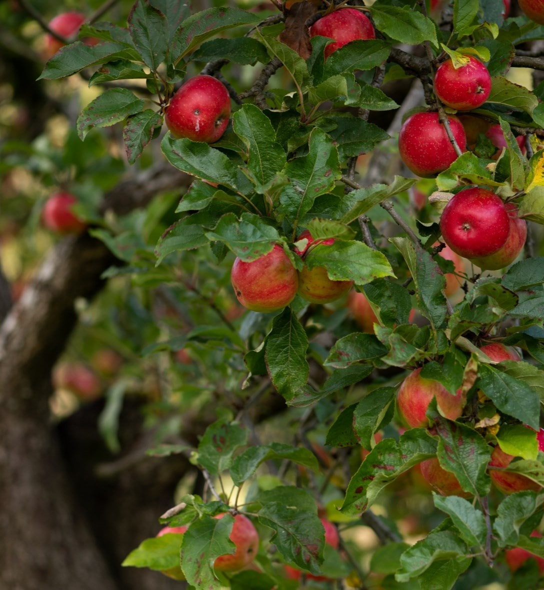 Fruit, trees & herbs