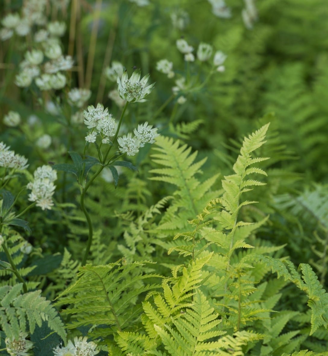 Ferns & grasses