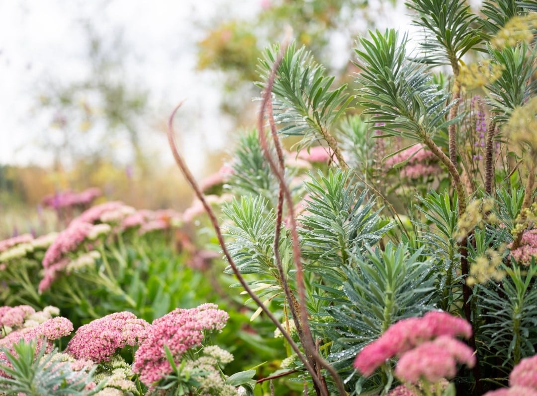 Plants