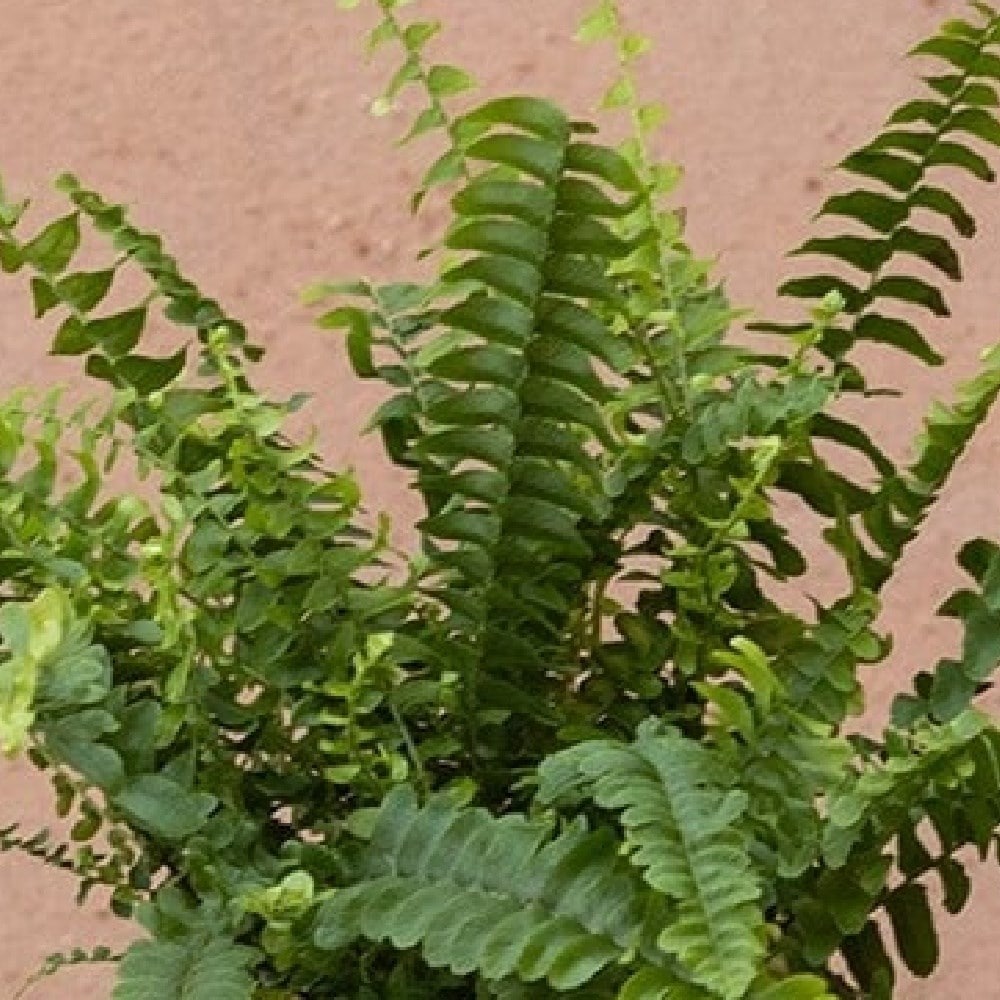 Ferns