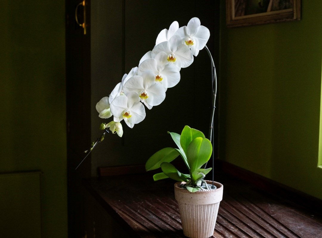 Luxury orchids