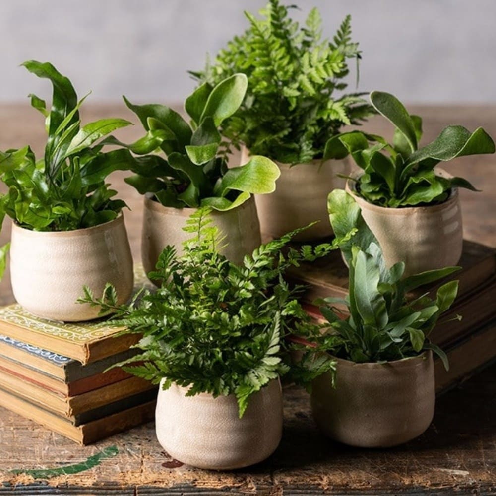 Shop all indoor plants