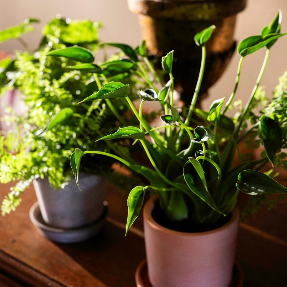 Foliage