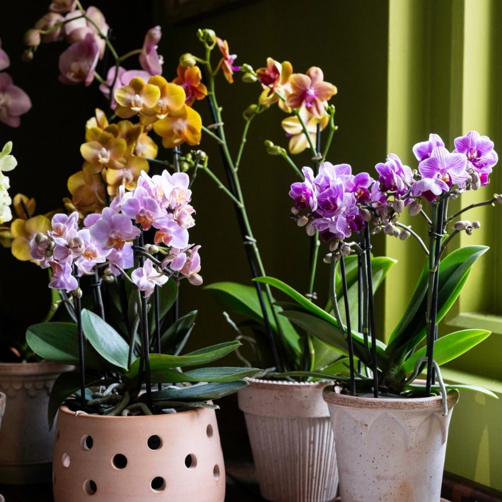 The orchid collection