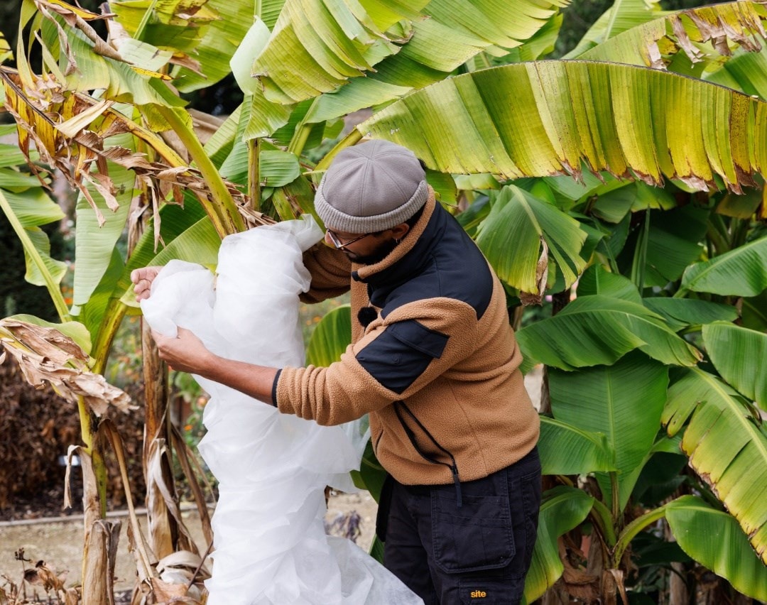 November in the garden