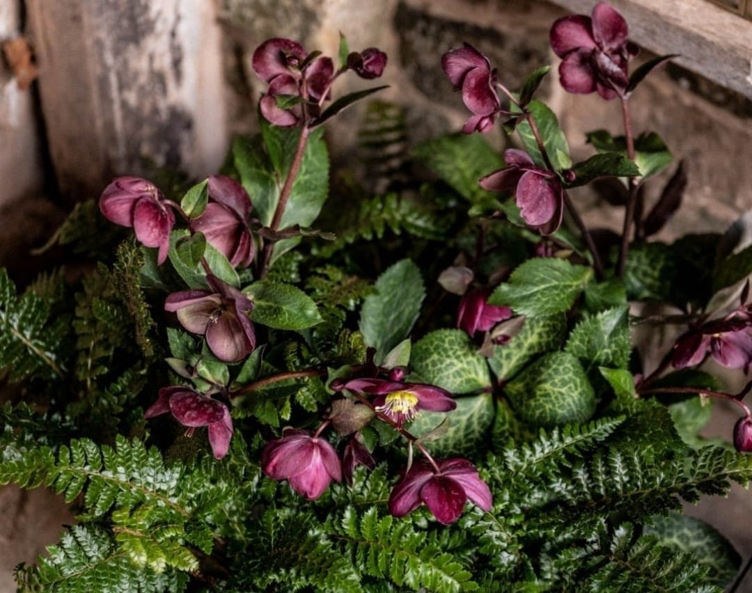 Hellebores