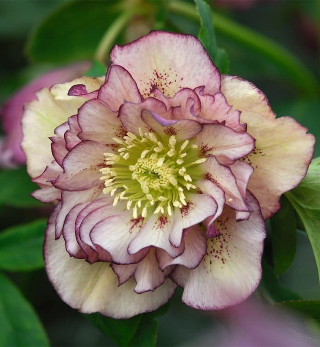 Hellebores