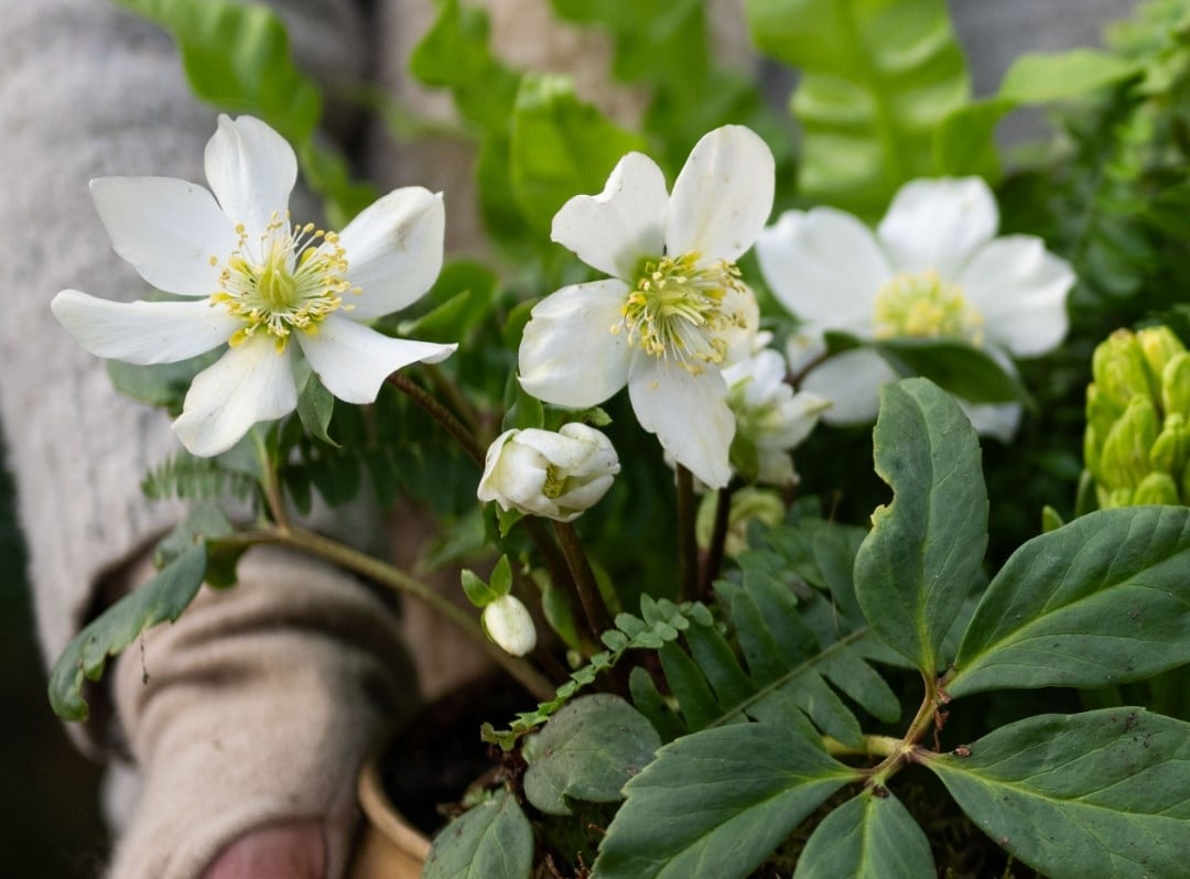 Hellebores