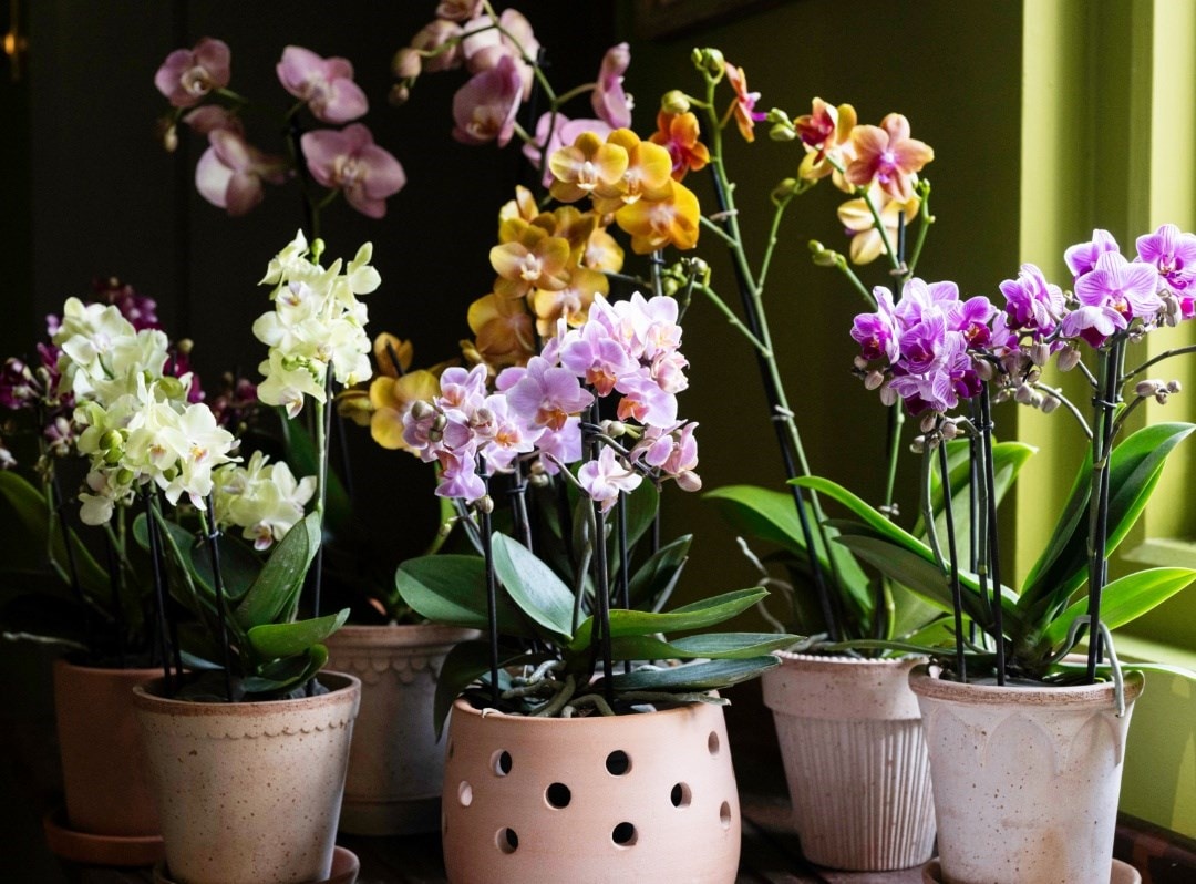Flowering houseplants