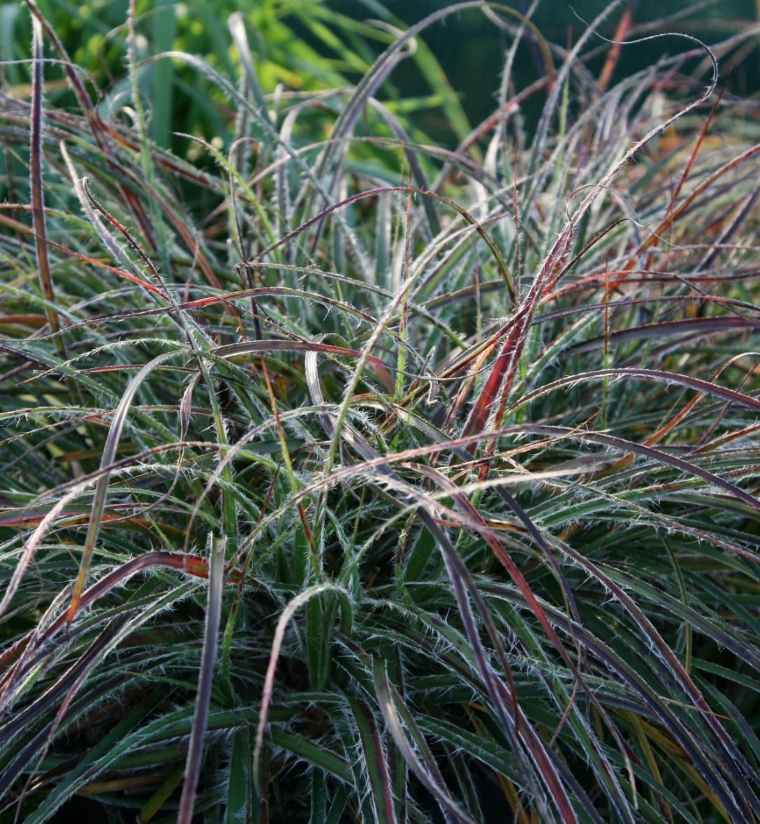 Grasses