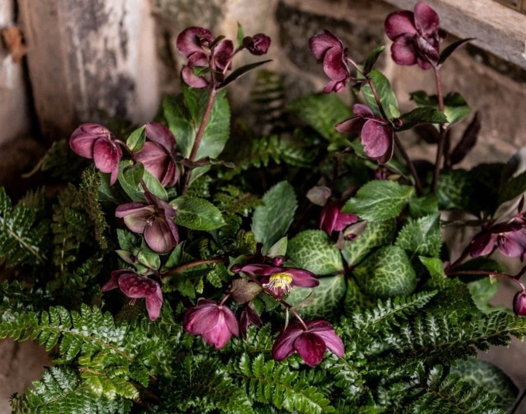 Hellebores
