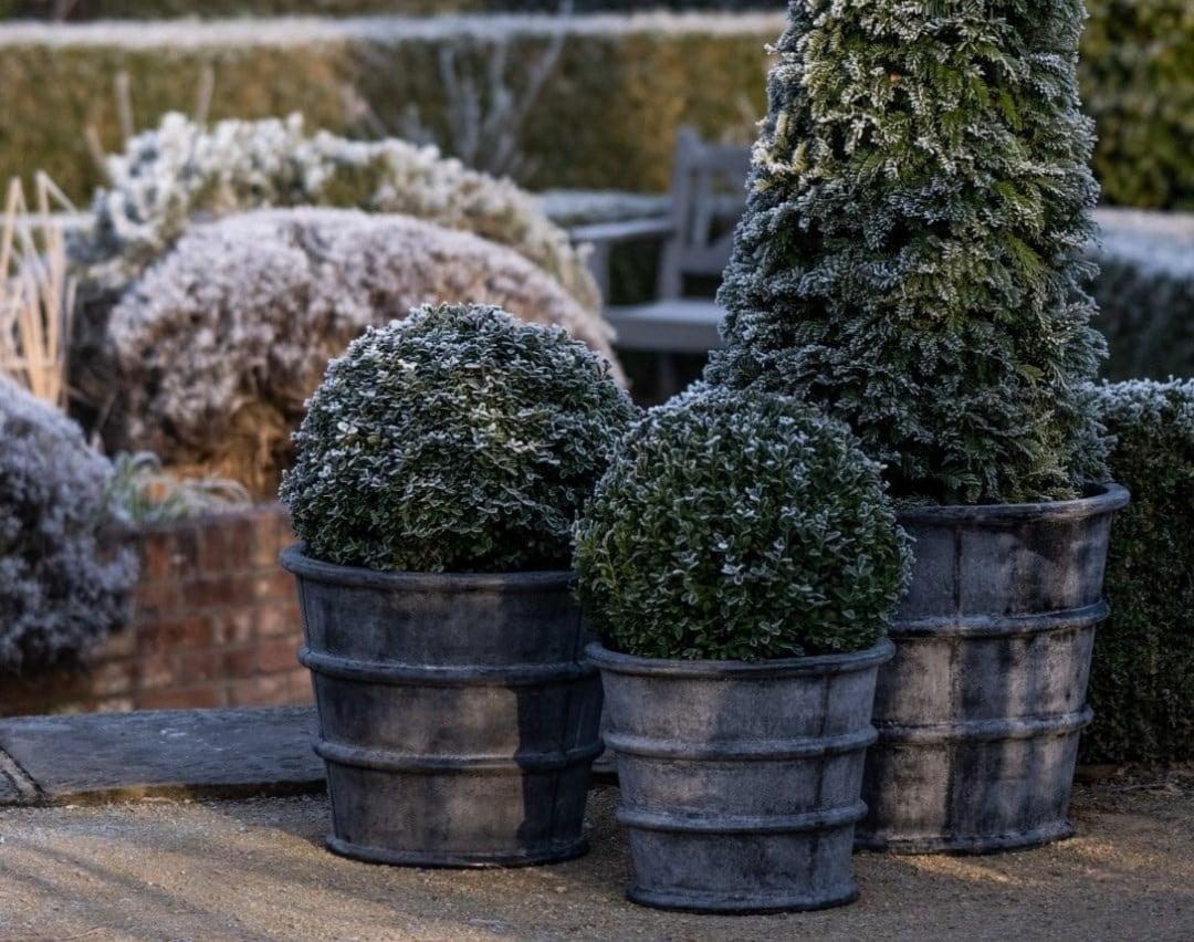 Shrubs for winter interest